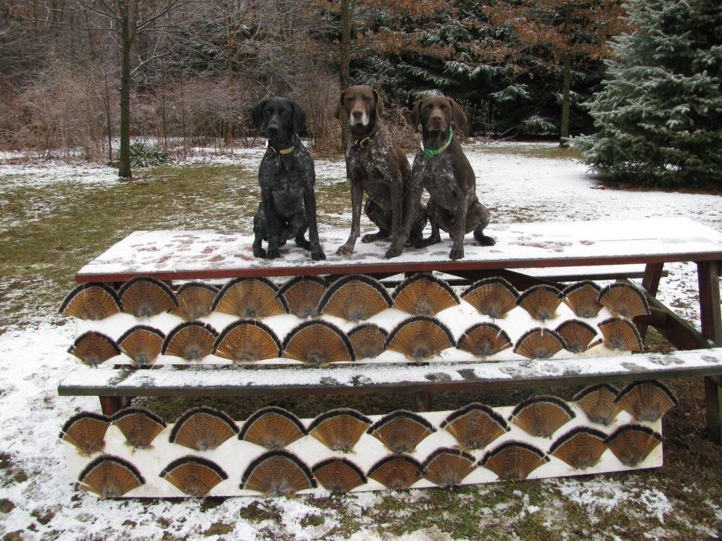 German shorthair pointer grouse dogs German Shorthaired Pointers in